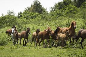 herd of horses in the wild