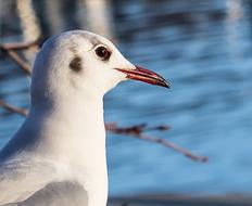 Seagull Bird Animal