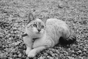 Cat Kitten Photo Black White