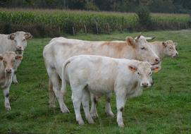 Cow Calf Herd