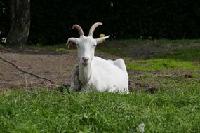 Goat Animal Goats