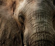 wild Elephant Trunk Close