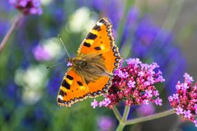Butterfly Insect Animal