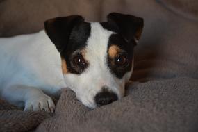 Jack Russel Look Dog