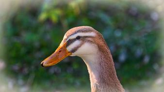 Duck Head Animal Water