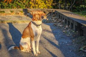 Breed Cute Pet