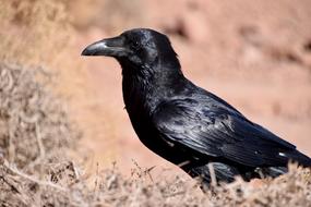Bird Black Blackbird