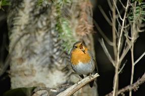 Robin Bird Songbird Small