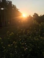 Sunset Garden Vegetables
