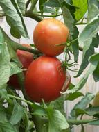 fresh tomatoes are delicious