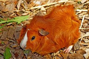 Sea ​​Pig Animal Guinea Pig