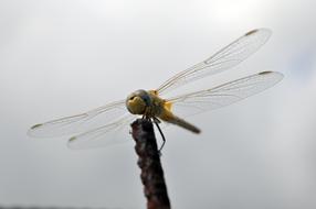 Dragonfly Insect Flight