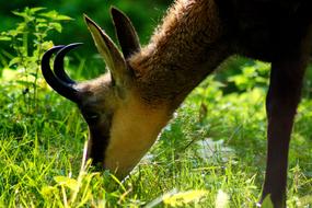 Chamois Animal Wild
