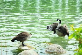 wild ducks splashing in the pond