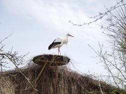 Stork Nest Horst