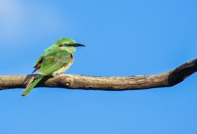 Green Bee Eater Bird Animal