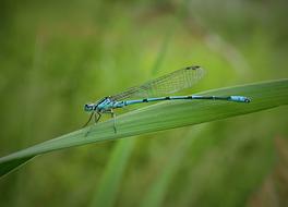 blue dragonfly parallel to a green blade of grass
