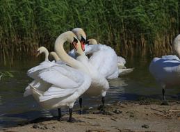 pair of white swans on the beach in the wild