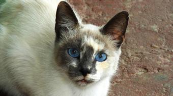 Animal Cat Domestic