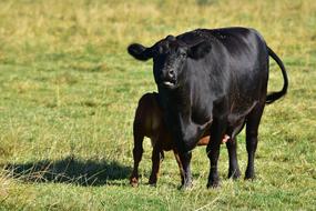 Beef Cow Calf