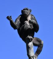 Chimpanzee Monkey Animal World