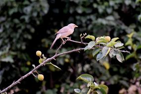 wild bird in the woods