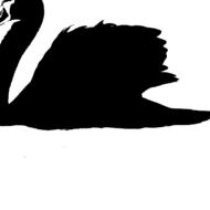 swan bird lake animal black