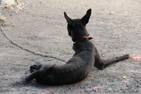 Taiwan Dog