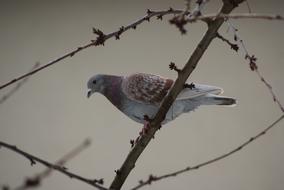 Dove Bird Plumage