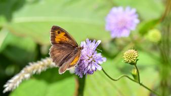 Butterfly Insect Nature