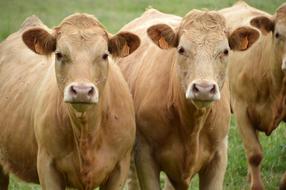 Cows Cattle Animal