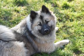 Dog Bitch Eurasier Christmas