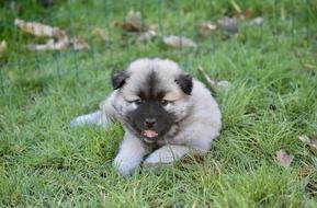 Dog Puppy Pup Lying