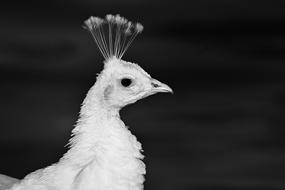 Peacock Bird Female