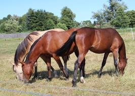 Horse Pony Foal