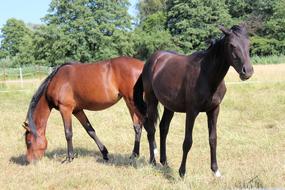brown horses on the farm