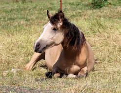 Horse Pony Foal