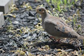Mourning Dove Bird