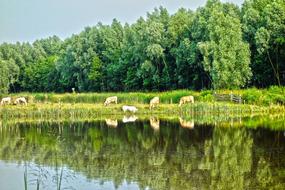 Animal Cattle Cows