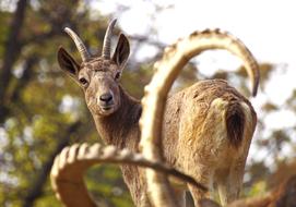 Chamois Capricorn Climb