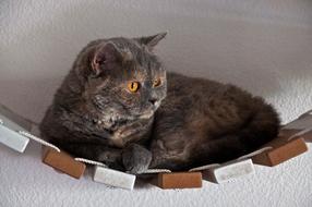 Cat Suspension Bridge Lying