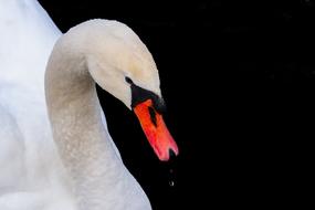 Swan Animal World Water Bird