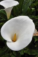 hiding ladybug in a lily