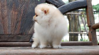cute white Puppy Dog