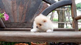 cute Puppy Dog Lovely