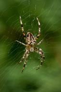 Spider Araneus Wirbellos insect