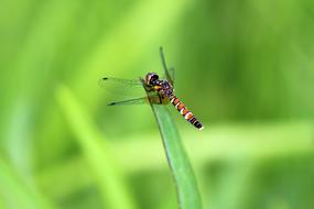 colored dragonfly on green grass