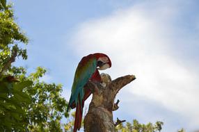 Flag Macaw Guacamayas San