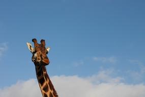 Giraffe Animal head at background of Sky