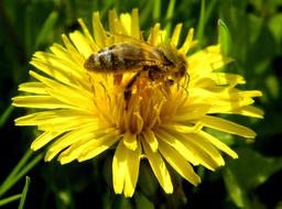 Insect Blossom macro blur